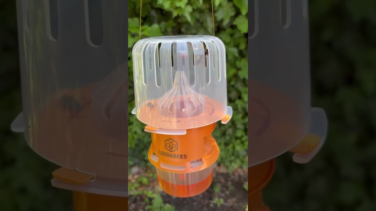 YouTube video preview