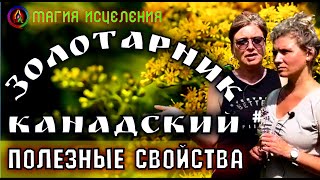 Золотарник канадский, полезные свойства | Золотарник применение