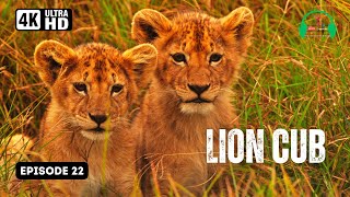 Playful paws and a fierce heart: 🦁 Lion cub roars into the world | Episode 22 @loveisinnature