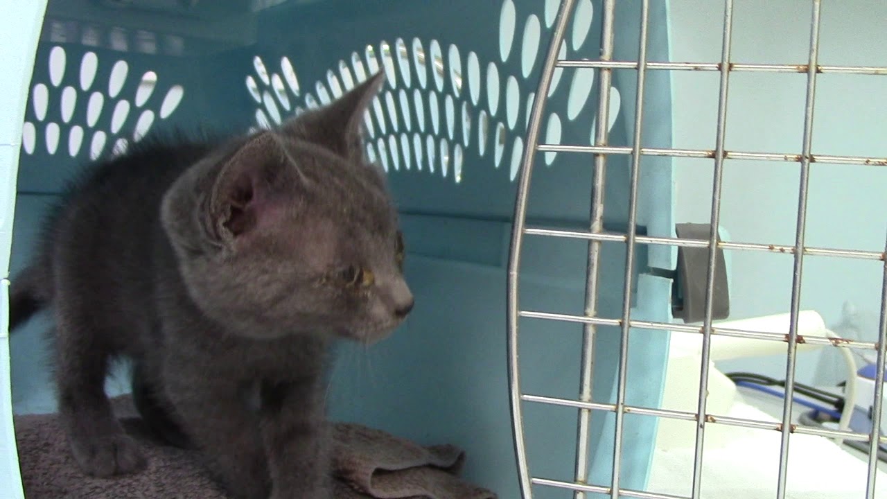 puppy paradise Yes, we can: Saving 30 Kittens and Cats from Augusta Animal Control