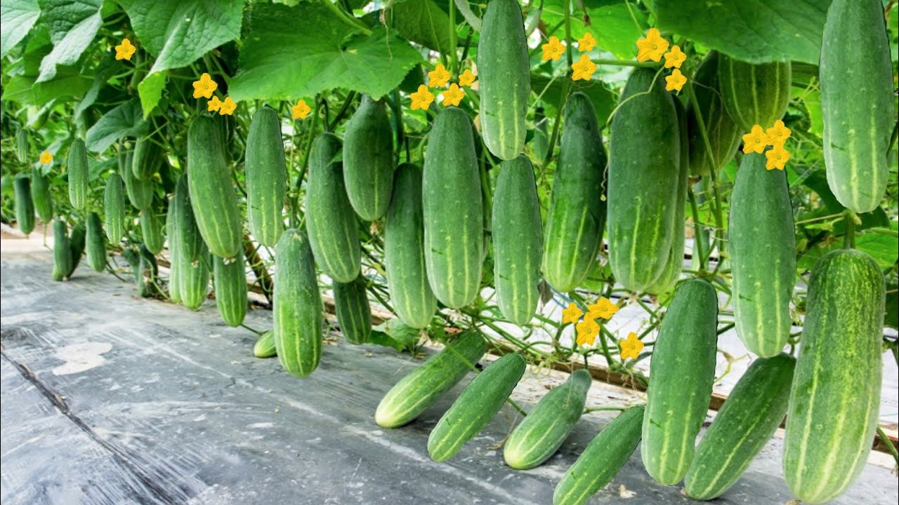 KAUSI KHETI FARMING#farming #video #viral #vegetables  #beautiful