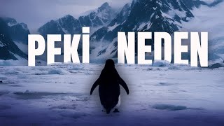 Bu Penguen Nereye Gi̇di̇yor?