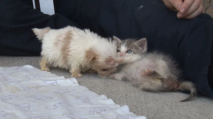 Cutest Rescue Puppy and Kitten Are Best Friends