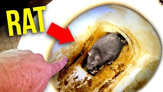 HUGE NASTY RAT INFESTATION! You