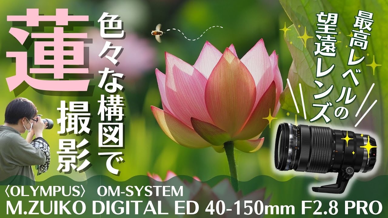 OM SYSTEM ED40-150mm F2 8 PRO望遠レンズで蓮(ハス)の花撮影 &レンズ