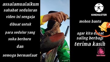SUARA PIKAT BELIBIS JITU (Tanpa Iklan) Dijamin Ampuh
