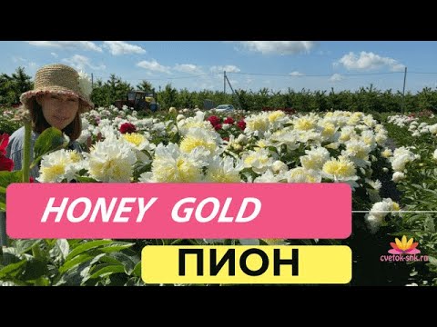 Пион с японской