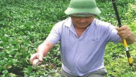 Chia sẻ kinh nghiệm câu cá rô đồng. Cách chọn điểm câu.