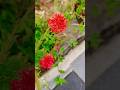 സുന്ദരികൾ #shortsfeed#nature #flowers #garden #plants #viral #viralshorts#beautiful #red