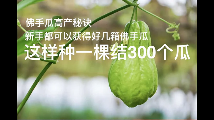 佛手瓜种植｜这样种一颗结300个瓜｜简单上手佛手瓜高产秘诀｜新手都可以收获好几箱佛手瓜 - 天天要闻