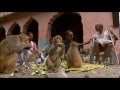 Macaques and Langoors in Rajasthan