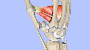 Fractures of the 1st Metacarpal Base:  Bennett