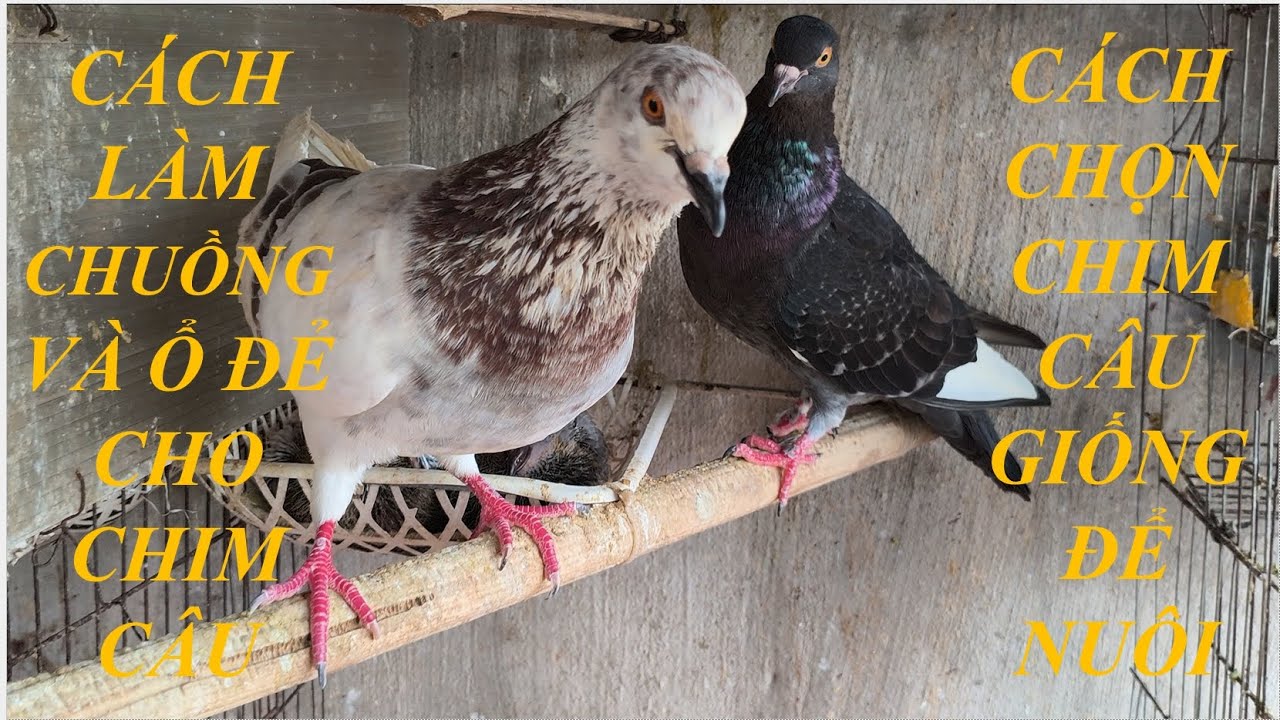 CÁCH LÀM CHUỒNG, Ổ ĐẺ CHO CHIM CÂU VÀ CÁCH CHỌN CHIM CÂU GIỐNG ( VUONGVU TIVI )