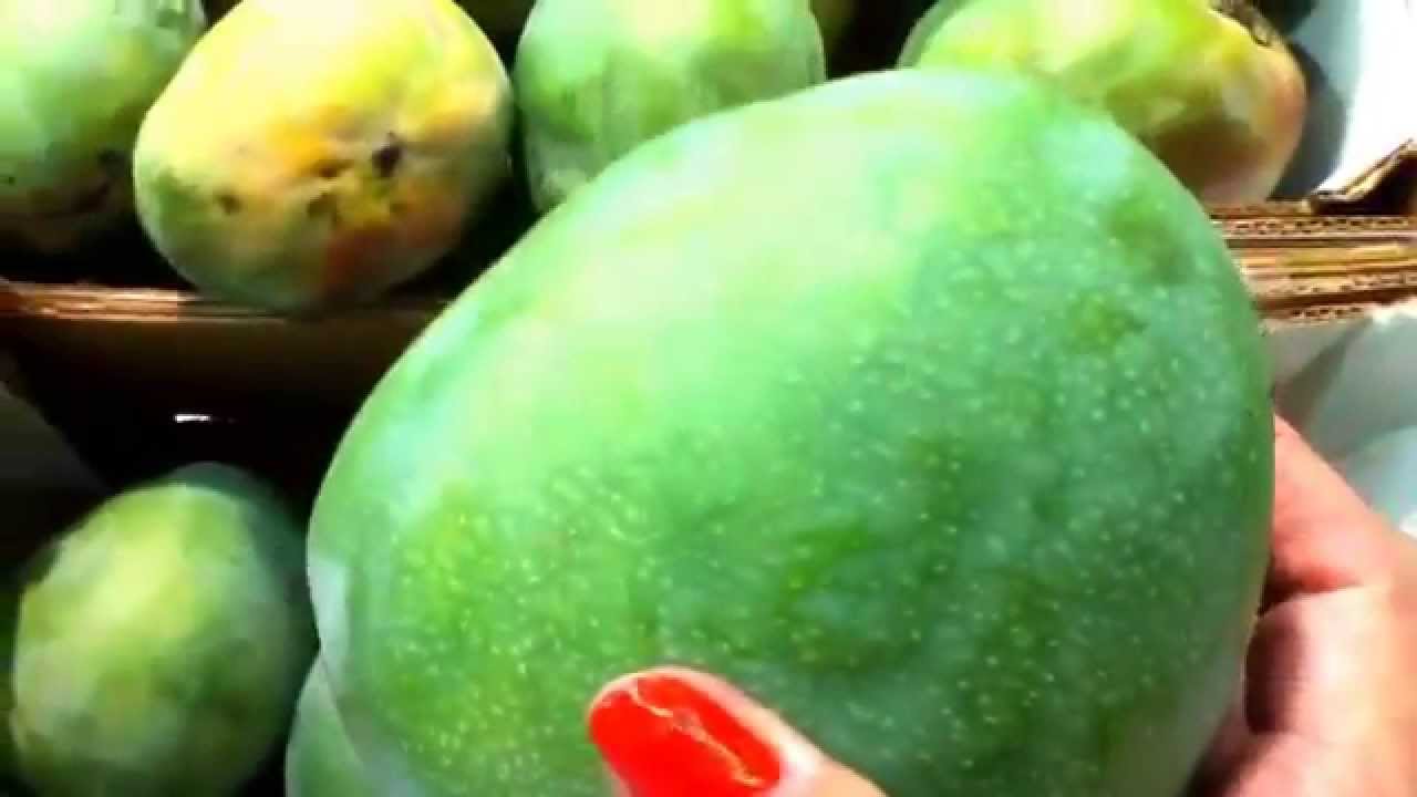 Mango Kent la fruta más rica de LimaPerú YouTube