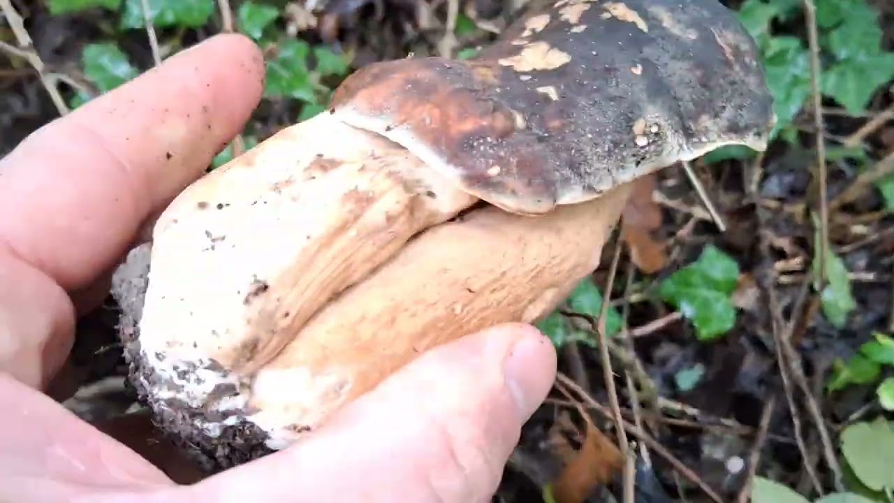 Prospection du 13/09/2025 : une pousse historique de Cèpes Bronzés 😱😱😎☺️