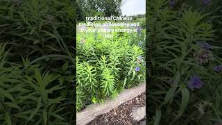 Goldenrod - Unassuming Ditch & Prairie Slow-Grower With Golden Bloom & Cloning #herbalism #holistic