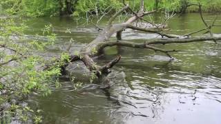 Flooding in Rice Lake, WI - 5/21/2017