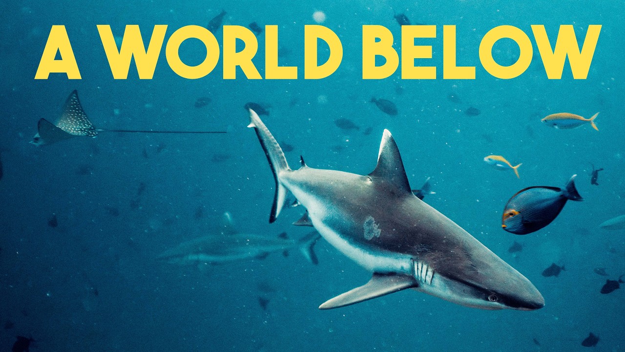 A World Below | Cinematic - Maldives, South Ari Atoll