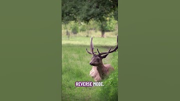 AutoDiff: de calculusrevolutie die u gemist hebt