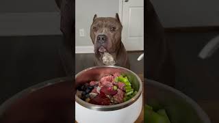 Raw Feeding For Dogs