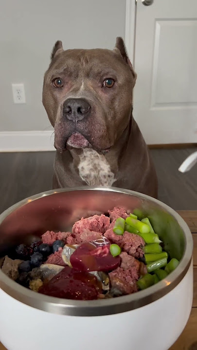 Makanan Mentah Untuk Anjing