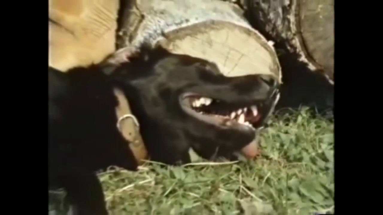 YouTube Kacke - Pedo Peter singt über Tiermisshandlung