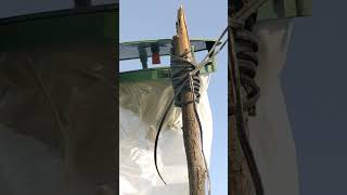 Feromon traps Instalation #ipm #feromonastraps #farming #Samakit #maizefarming