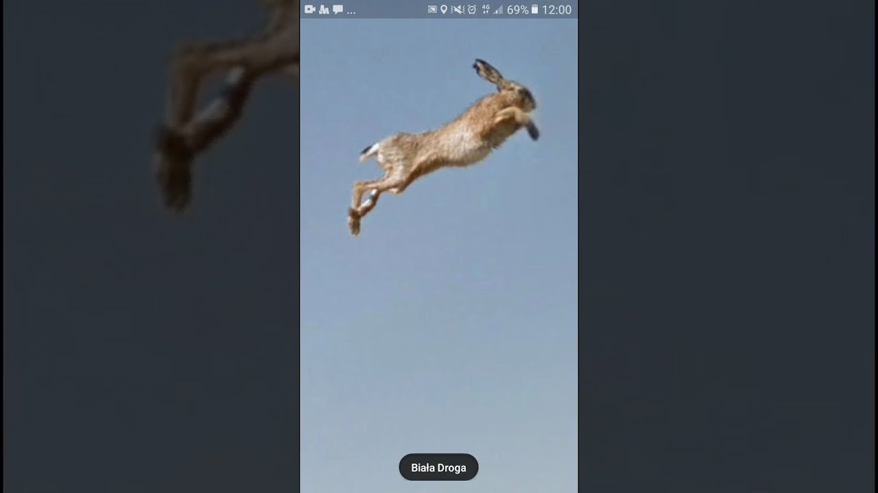 Google maps, flying rabbit