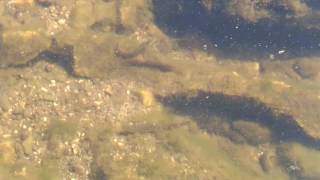 Iberian Loach (Cobitis Paludica) - native species - Ribeira de Corona - Portugal - 20170414