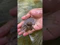 Gold sightings in Clear rivers