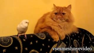 Большая подборка смешных кошек и котов! Большая подборка смешных кошек и котов!