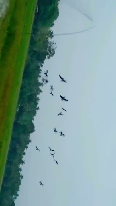 BEGITU KENCANG NYA SUARA TUMBURAN BURUNG BELIBIS SAAT DATANG KEJARING