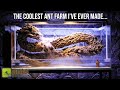 The Coolest Ant Farm I&#39;ve Ever Made | &quot;LEVIATHAN&quot; Ant Tank