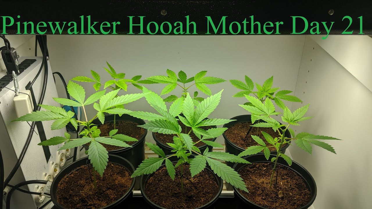 Pinewalker Hooah Mother Series Day 21 (How to top your plant)