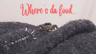 How to find food for your jumping spider °O.O°