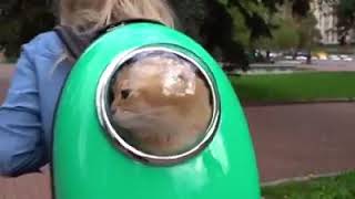 | 9GAG | This carrier is a must if you love to travel with your master