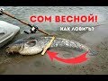 Как ловить сома весной? На что ловить сома весной? Когда жор у сома?