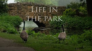 Life in the park