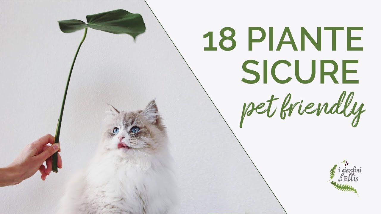 Residenza Appositamente Esempio Piante Pericolose Per I Gatti Veterano 