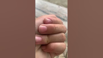 Cá cánh buồm dạ Quang nhiều màu