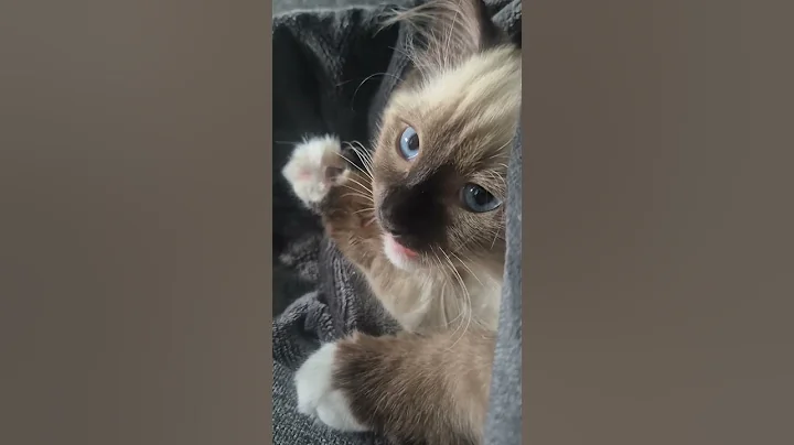 5 Things You Should Never Do To Your Ragdoll Cat! #ragdollparcore #cat #kitten #ragdollcat