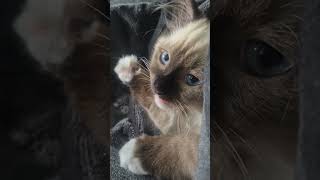 5 Things You Should Never Do To Your Ragdoll Cat! #ragdollparcore #cat #kitten #ragdollcat
