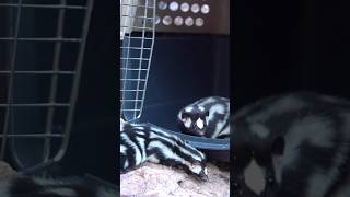 We Saved 2 Spotted Skunks!