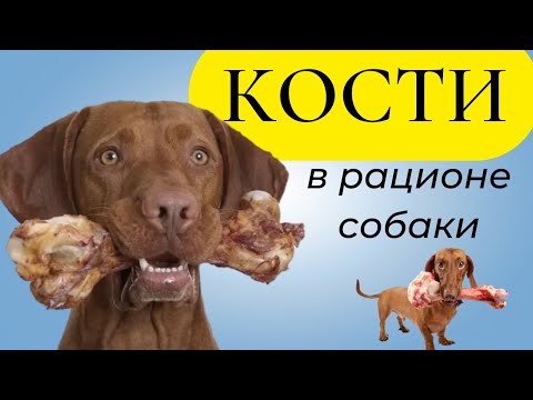 Кости в рационе собаки.   польза или вред костей   для собаки? Можно ли давать кости