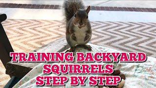 How I Trained My Backyard Squirrels, Step By Step