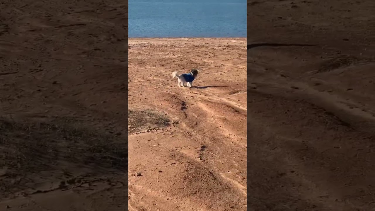 Old dog ready to exercise on the Point Venture TX sandbar 