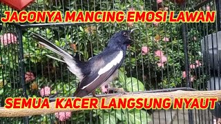 Terapi Awal Menaikan Emosi Mendongkrak Birahi Kacer Trotolan Agar Cepat Gacor