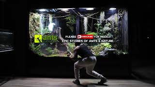 AntsCanada Live Stream