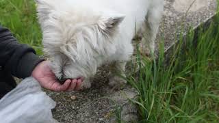 West Highland White Terrier (Westie) Bobby. Walk with friends