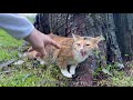 パーキングエリアに捨てられた猫を保護しました